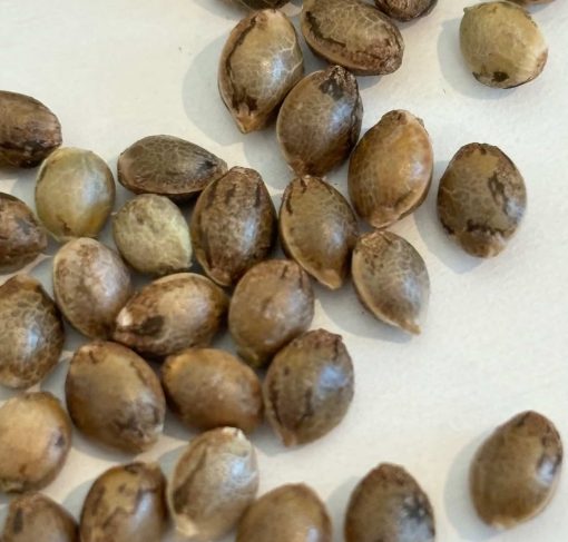 Purple Sunset Autoflower Image of Seeds