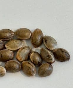 Red Congolese Autoflower Image of Seeds