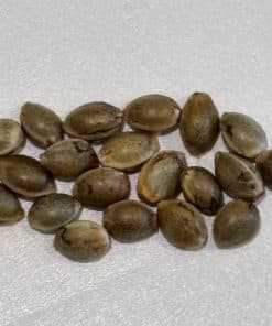 Ringos Gift CBD Image of Seeds