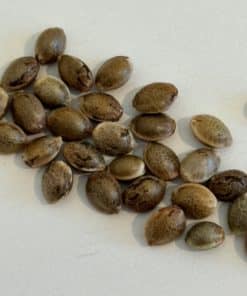 Snoop Dog OG Image of Seeds