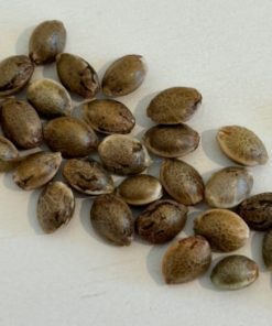 Snoop Dog OG Image of Seeds