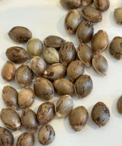 Super Silver Haze Autoflower Image of Seeds