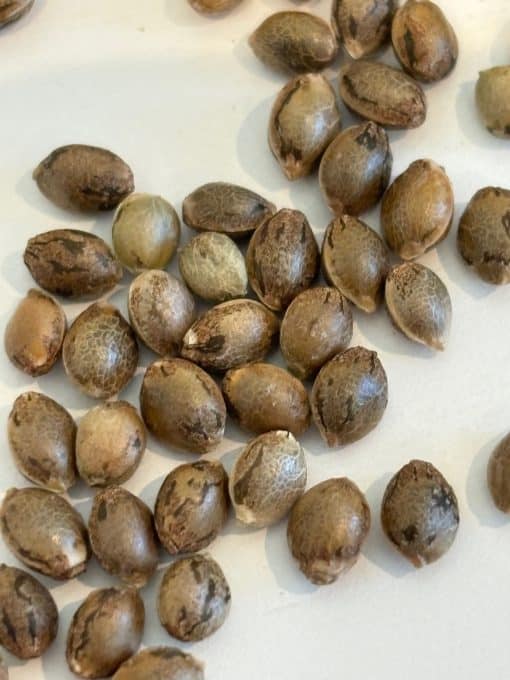 Super Silver Haze Autoflower Image of Seeds