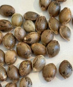 Super Silver Haze Autoflower Image of Seeds