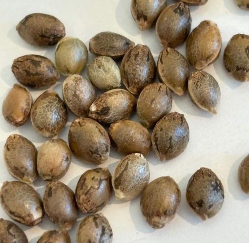 Super Silver Haze Autoflower Image of Seeds