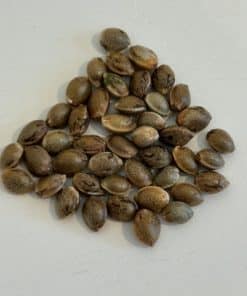 Tropicana Cherry Image of Seeds