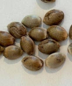 Vietnamese Black Image of Seeds