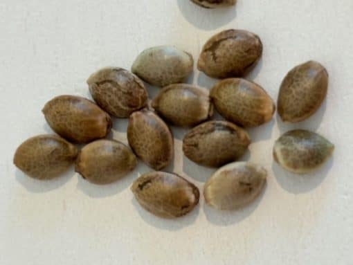 Vietnamese Black Image of Seeds