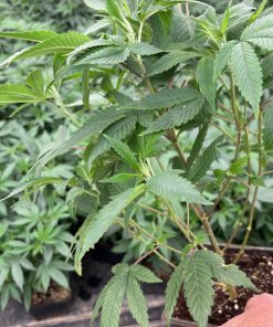 White Truffle Teen Phase in a Grow Room