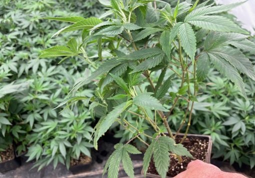 White Truffle Teen Phase in a Grow Room