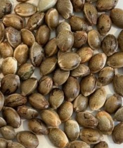 White Truffle Image of Seeds
