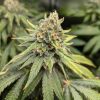 Afghan Feminized Cannabis Image