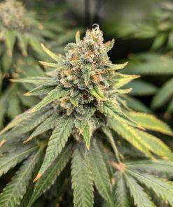 Afghan Feminized Cannabis Image