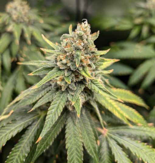 Afghan Feminized Cannabis Image