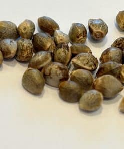 Afghani Regular Cannabis Seeds