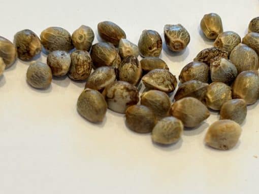Afghani Regular Cannabis Seeds