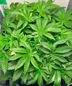 Amnesia Lemon Regular Beginning Stages
