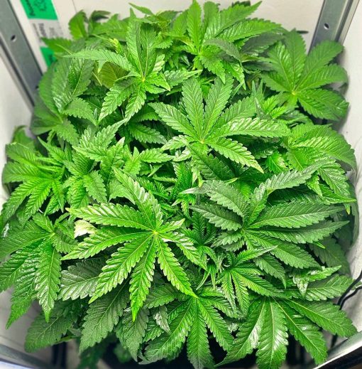 Amnesia Lemon Regular Beginning Stages