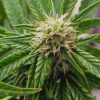 Amnesia Lemon Regular Cannabis Plant