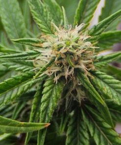 Amnesia Lemon Regular Cannabis Plant