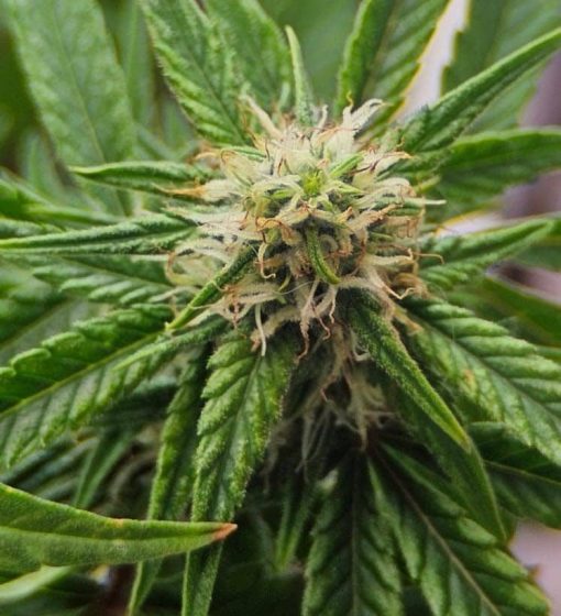 Amnesia Lemon Regular Cannabis Plant