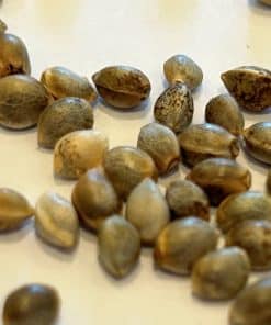 Amnesia Lemon Regular Cannabis Seeds