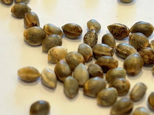 Amnesia Lemon Regular Cannabis Seeds