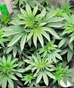 Black Mamba Autoflower Beginning Stages
