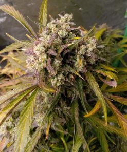 Black Mamba Autoflower Cannabis Plant