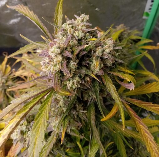 Black Mamba Autoflower Cannabis Plant
