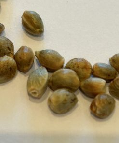 Black Mamba Autoflower Cannabis Seeds