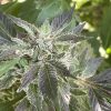 Blue Cheese Autoflower Cannabis Plant