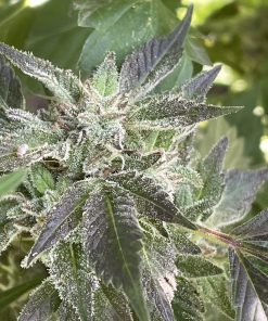 Blue Cheese Autoflower Cannabis Plant