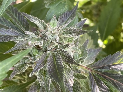Blue Cheese Autoflower Cannabis Plant