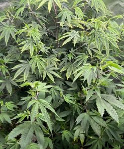 Bruce Banner Teen Phase indoor growing