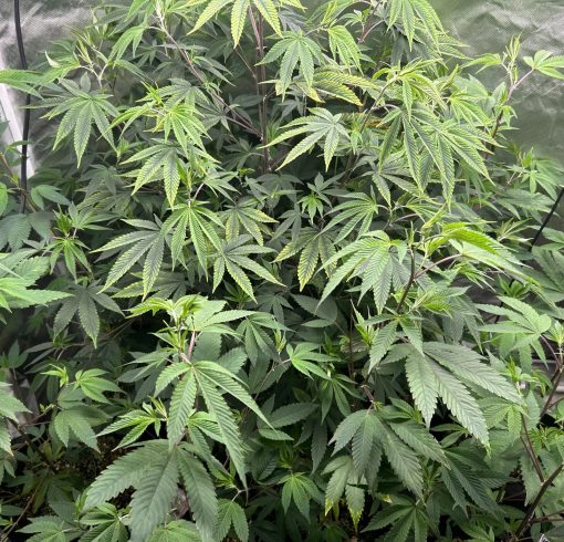Bruce Banner Teen Phase indoor growing