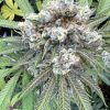 Darth Vader OG Autoflower Cannabis Plant
