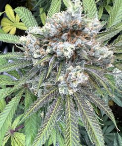 Darth Vader OG Autoflower Cannabis Plant