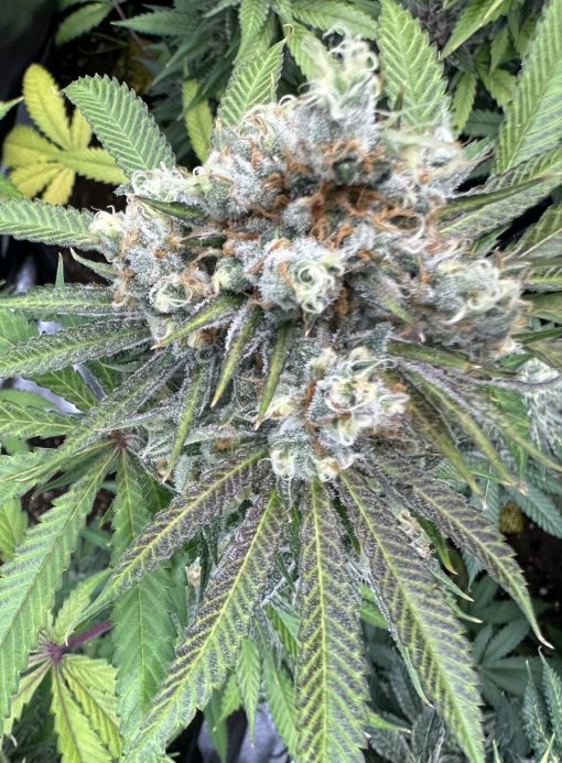 Darth Vader OG Autoflower Cannabis Plant