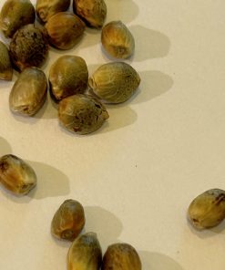 Darth Vader OG Autoflower Cannabis Seeds