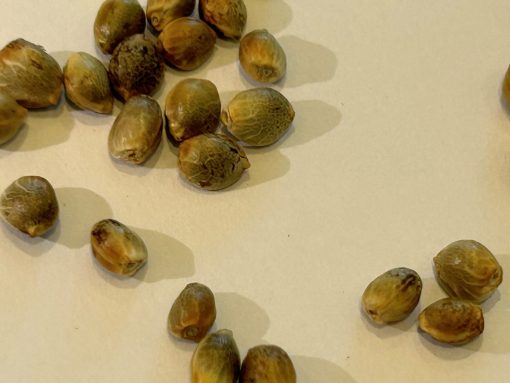 Darth Vader OG Autoflower Cannabis Seeds