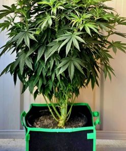 Death Bubba Autoflower Beginning Stages