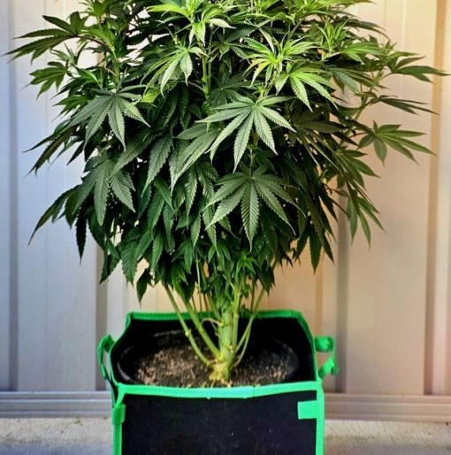 Death Bubba Autoflower Beginning Stages