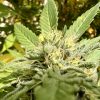 Death Bubba Autoflower Cannabis Plant