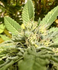 Death Bubba Autoflower Cannabis Plant