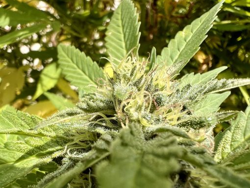 Death Bubba Autoflower Cannabis Plant