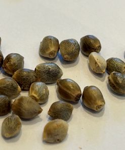 Death Bubba Autoflower Cannabis Seeds
