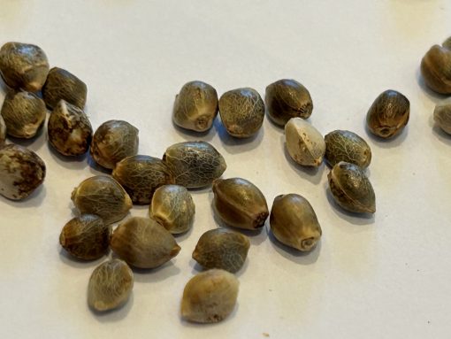 Death Bubba Autoflower Cannabis Seeds
