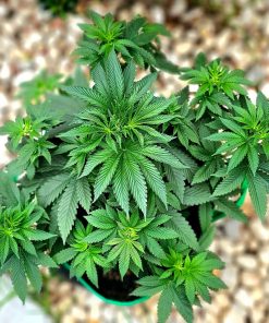 Lemon Daddy Autoflower Begining Stages