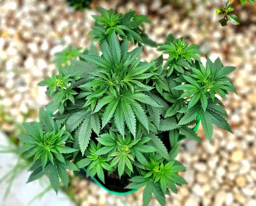 Lemon Daddy Autoflower Begining Stages